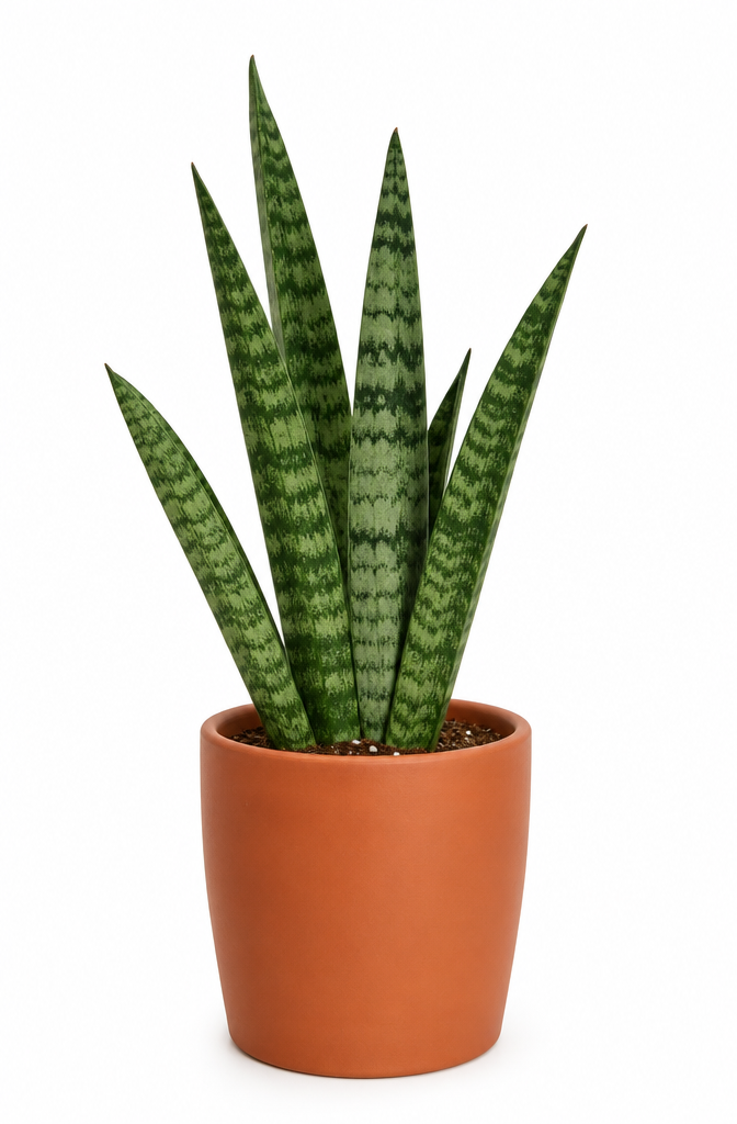 Sansevieria zeylanica en maceta de terracota